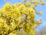 Closeup of yellow flowers on a Cornus mas tree