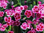 Many pink and white dianthus flowers