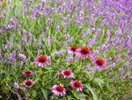 Blooming coneflowers and lavender