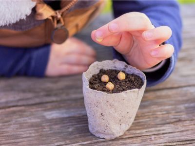 A child's hands planting pea seeds in a paper pot of soil