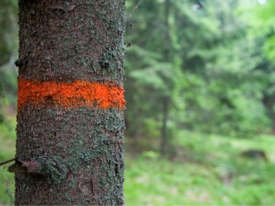 An orange line painted around a tree trunk