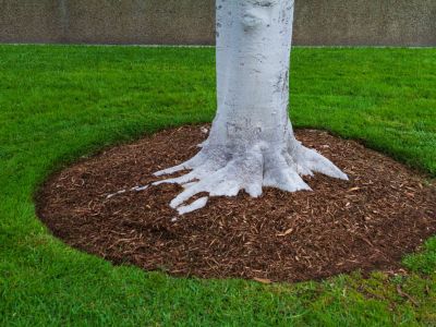 A circle of brown mulch around a white tree, surrounded by grass