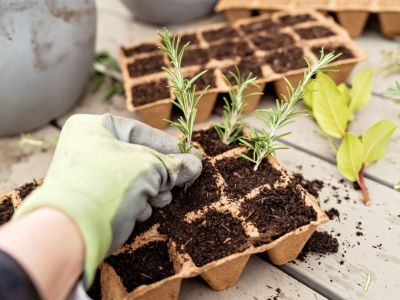 A gardener in gloves plants rosemary cuttings in trays of soil