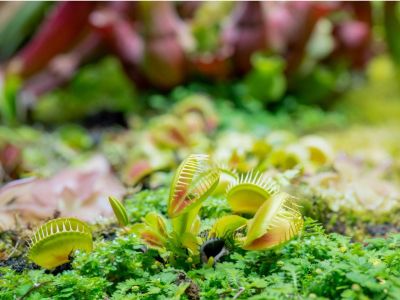 Venus fly trap plant growing in the wild