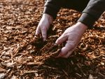 A man's hands digging in woodchips