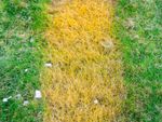 A strip of yellow grass in a green lawn