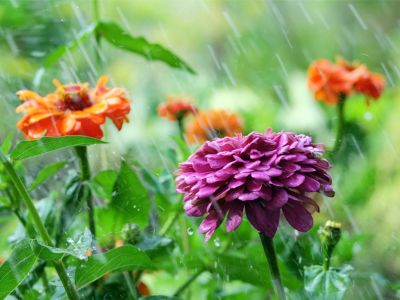 Orange and purple zinnias in the rain