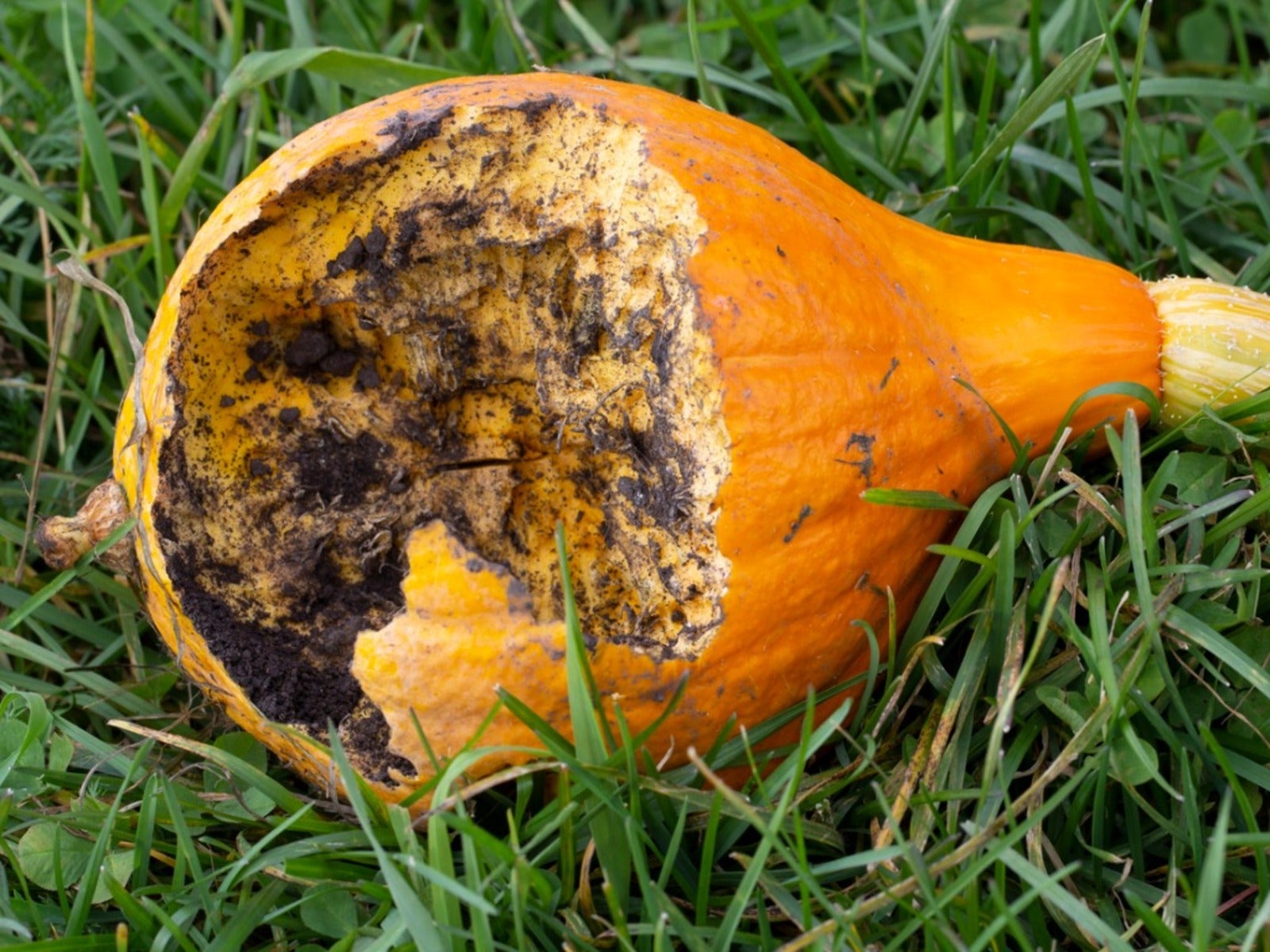 A squash that has been chewed up by animals