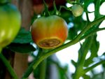 A tomato with blossom end rot