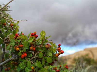 Fragrant sumac berries growing on a bush