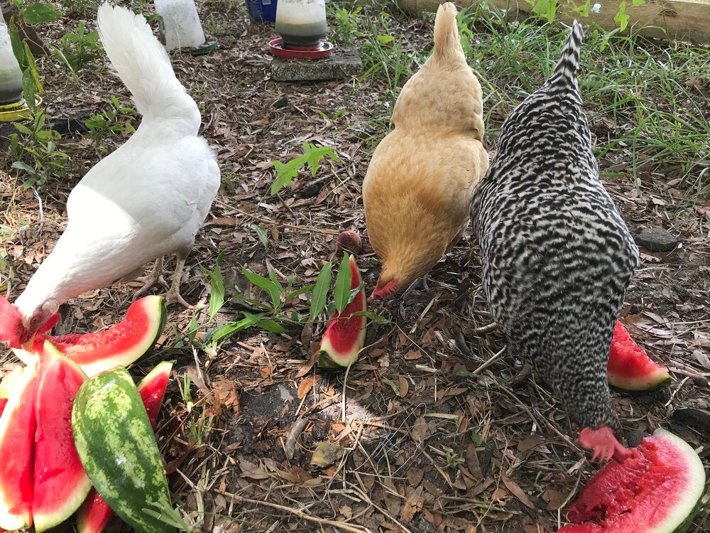 Three chickens eating watermelon