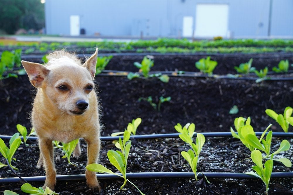 A small dog stands in a garden bed