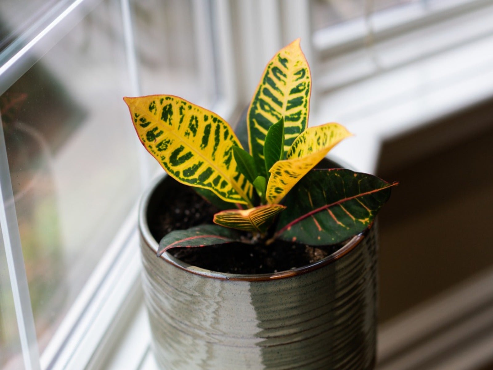 A yellow and green croton in a pot by a windo