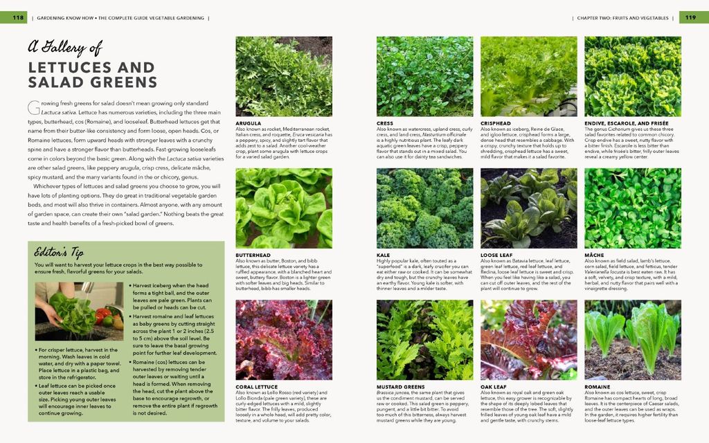 A two page book spread of different varieties of lettuce