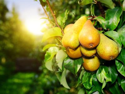 Pears growing on a tree