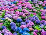 Pink and blue hydrangea flowers