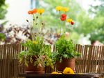 Poppies flowering in two small containers on an outdoor table