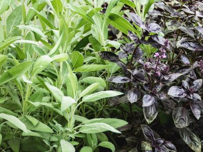 Sage and basil plants growing together in a garden