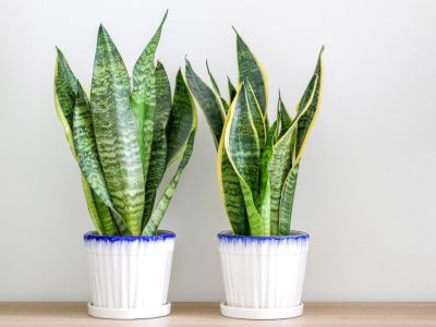 Two snake plants in pots against a white wall