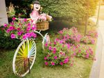 A smiling doll on a bicycle surrounded by bright pink flowers