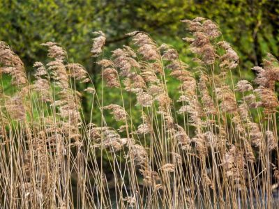 The tassels of common reed plants blowing in the wind