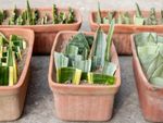 May snake plant cuttings growing in pots