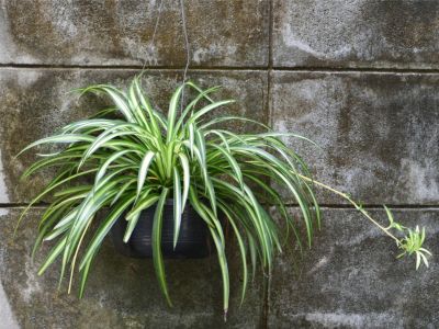 A hanging spider plant with a spiderette in front of a cinder block wall