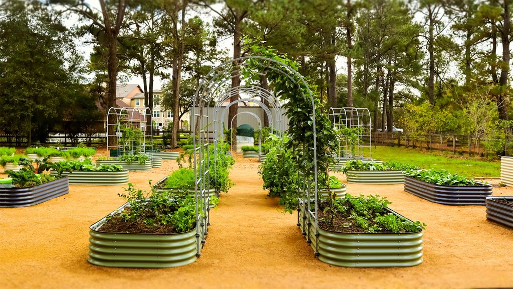 A large garden of raised beds with arched trellises between them