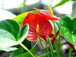 Red anthurium flowers blooming on a plant