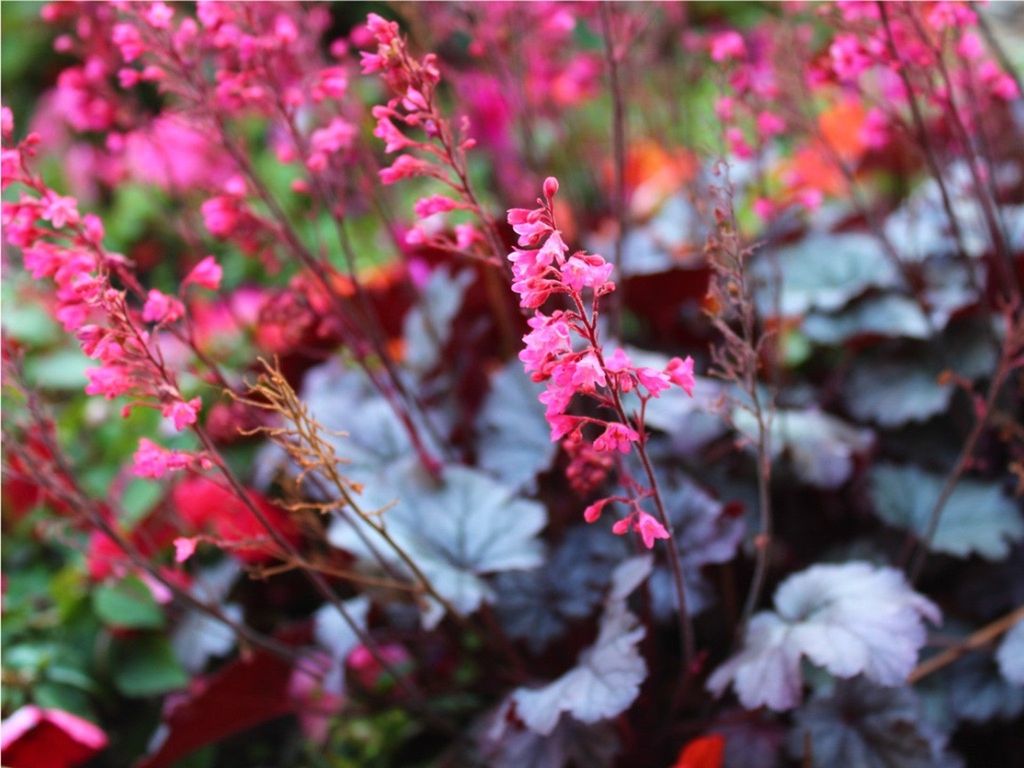 Pink flowers on coral bells plants