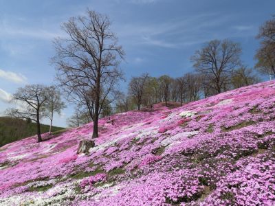 A carpet of white and pink creeping phlox on a hillside