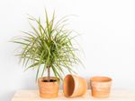 A dracaena plant in a terra cotta pot next to two more empty pots