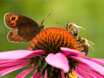 A butterfly and two bees on a purple coneflower