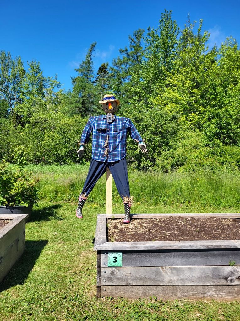 A scarecrow in a raised bed