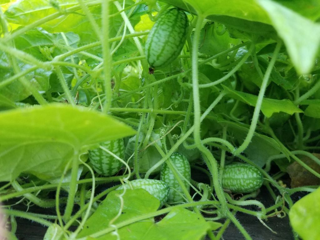 Small cucumbers growing on a vine