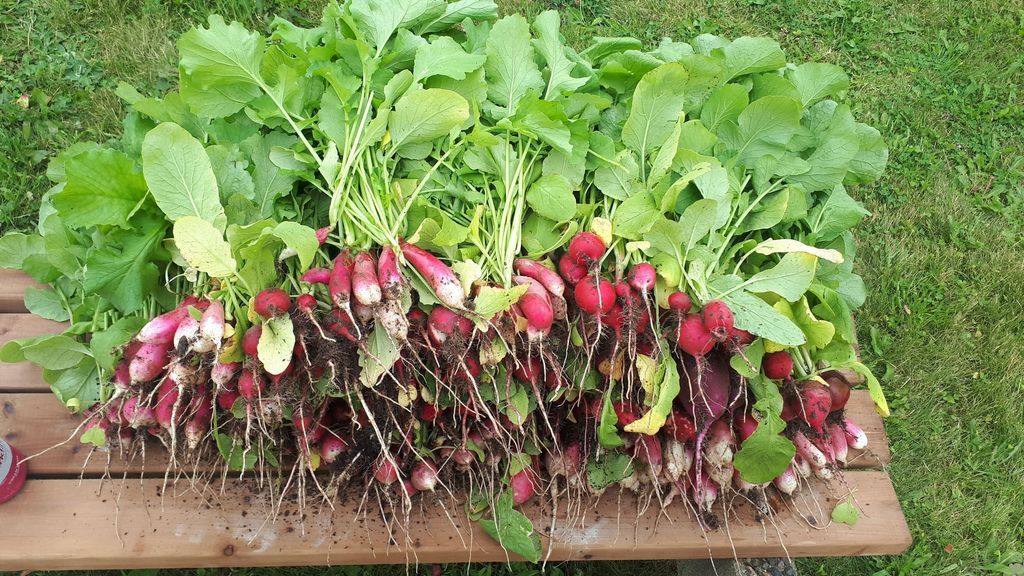 A large pil of radishes on a bench