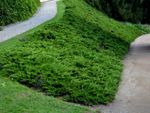 Juniper plants on a hillside