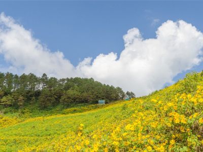 Yellow flowers cover a hillside