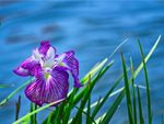 A purple iris flower growing by the water