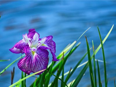 A purple iris flower growing by the water