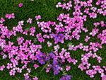Overhead view of pink moss campion flowers