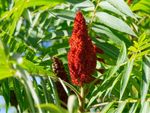 Red berries on a staghorn sumac tree