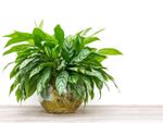 An Aglaonema plant growing in a vase of water