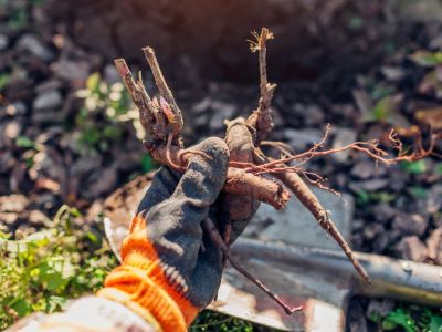 A gloved hand holds up bare root peony tubers