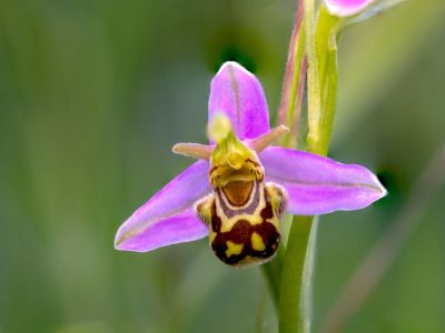 Bee Orchid Ophrys apifera, a flower that looks like a bee.