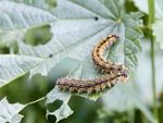 Two caterpillars on a leaf