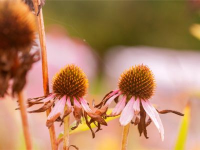 Two fading echinacea flowers