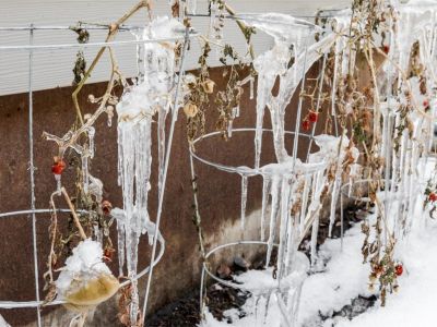 Icicles on tomato cages