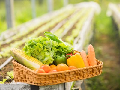 A basket of vegetables in a garden