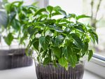 Pepper plants growing indoors in a pot